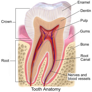 What are teeth made of?